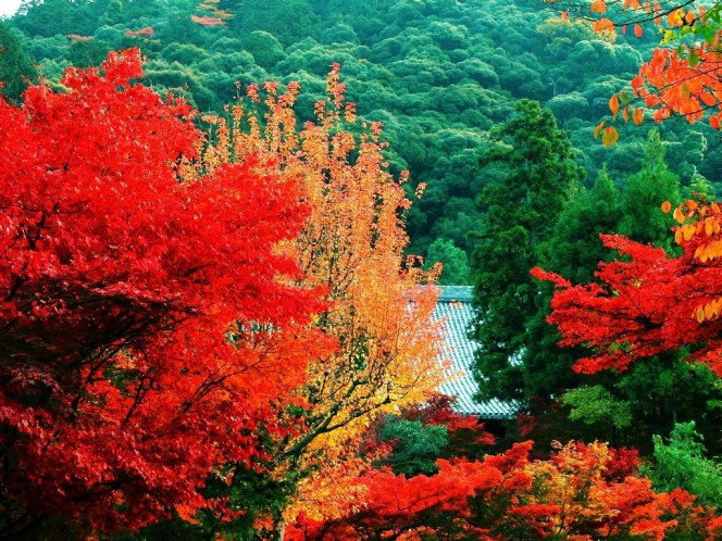 A Delicious image &middot; #613