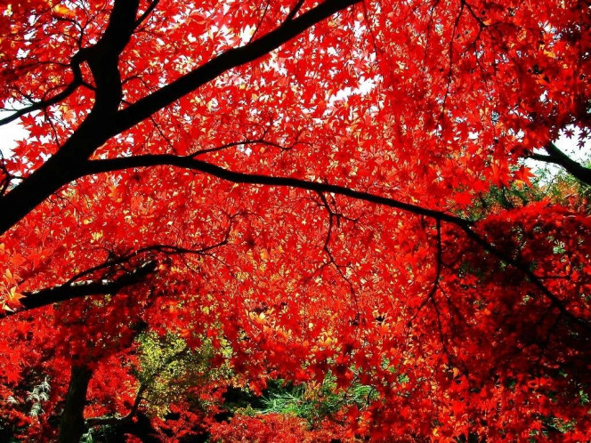 A Delicious image &middot; #559