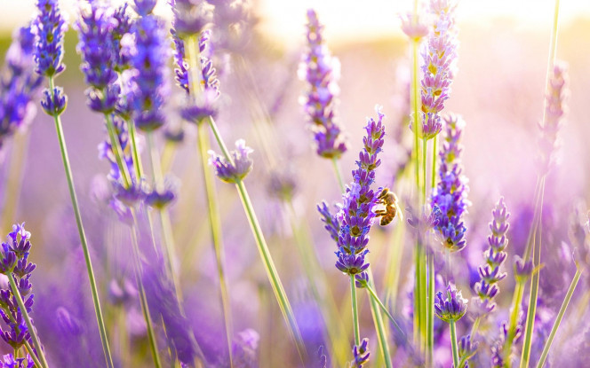 A Delicious image &middot; #1763