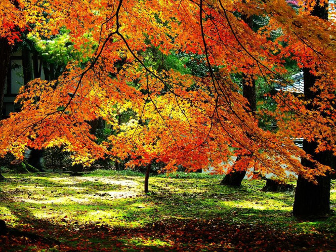A Delicious image &middot; #997